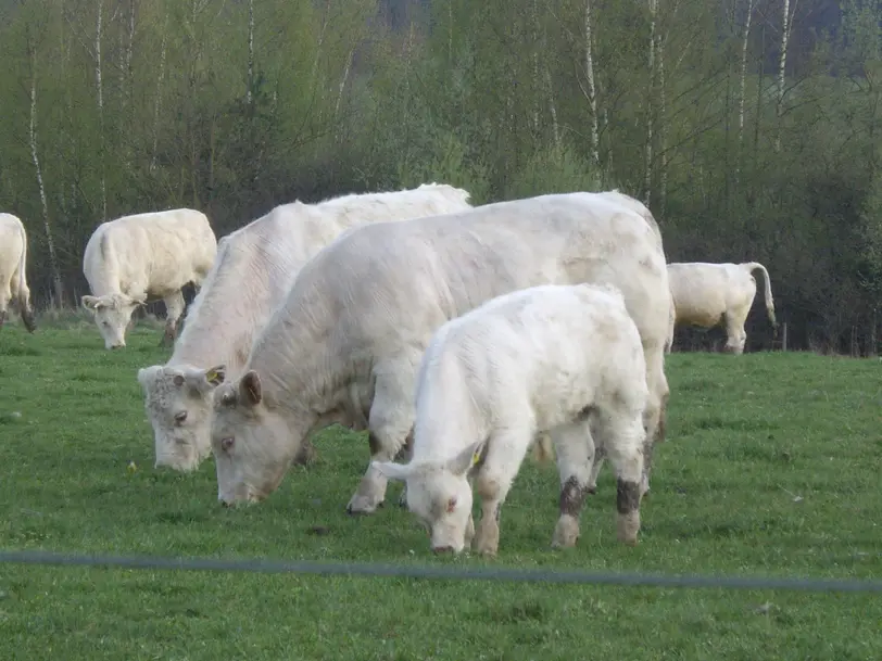 Charolais Bio-Hof Schmidt in Mönchsroth